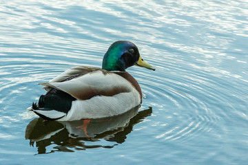 Male of mallards floating on the pond. Birds in the city.