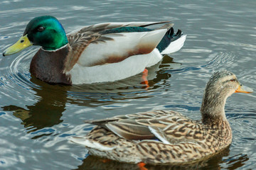 Couple of mallards floating on the pond. Birds in the city.