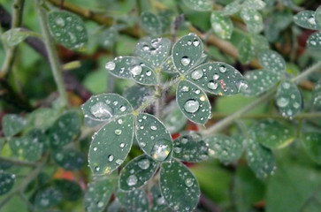 Water drops on green leaf