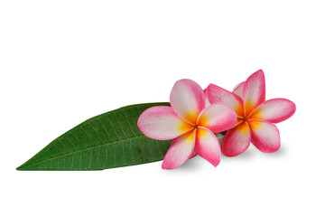 Obraz premium Flowers Isolated on White Background with clipping path. There are Pink lily and Frangipani.