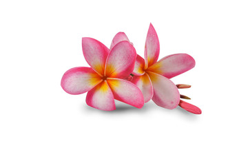 Fototapeta na wymiar Flowers Isolated on White Background with clipping path. There are Pink lily and Frangipani.