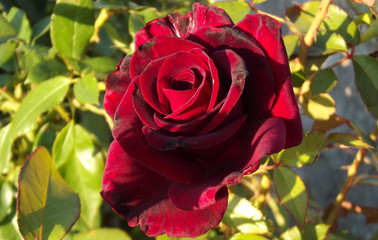 Big red rose