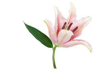 Flowers Isolated on White Background  with clipping path. There are Pink lily and Frangipani.