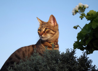 Natural tabby cat face and blue sky