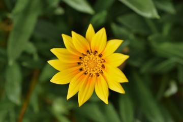 yellow flower on green background of grass
