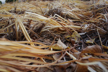 fall grass