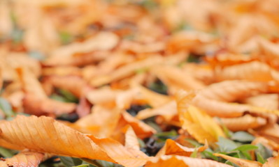 primer plano del suelo en otoño lleno de hojas anaranjadas, bokeh, soft look, suave, bokeh, vintage, naranja, rojo, ocre, hojarasca