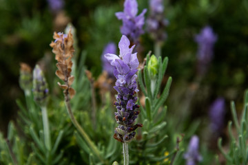 Lavender flower