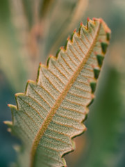 Green leaf background