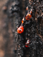 Red tree sap drop