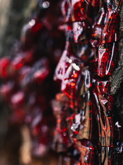 Red tree sap