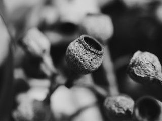 Closeup of a gum nut