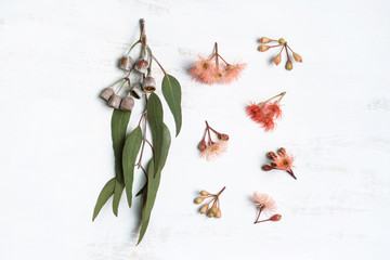 Australian native eucalyptus leaves and flowering gum nuts in pinks and reds, photographed on a...