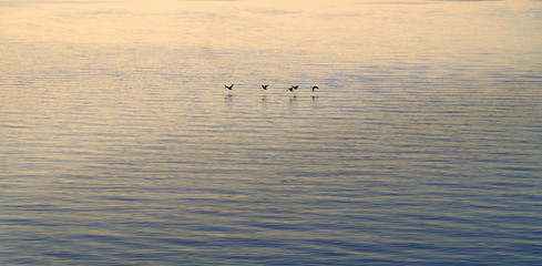 flock of birds on lake in sunset