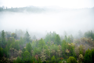 foggy forest