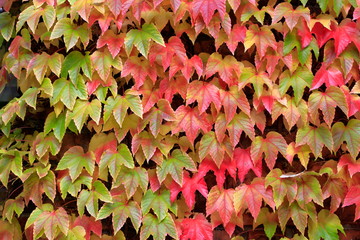 Colorful Autumn Ivy Leaves climbing on the wall