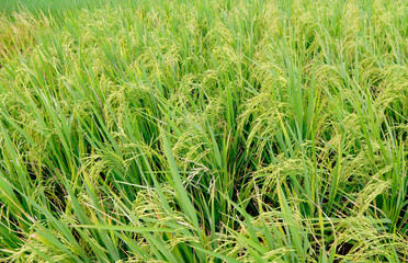 Closed-up paddy greenery rice filed