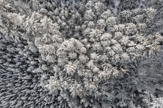 Top aerial view of dense wood trees covered by fresh snow. Natural winter background