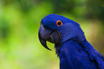 blue macaw Portrait