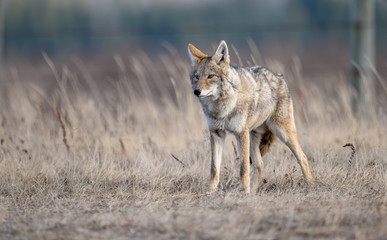 Fototapeta na wymiar Coyote in Canada