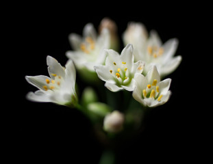 Fototapeta na wymiar 白い花