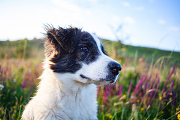 cute shepherd dog in a beautiful spring landscape