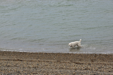 perro blanco disfrutando del agua en la playa