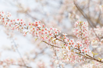 Sakura Flower Blooming in Thailand
