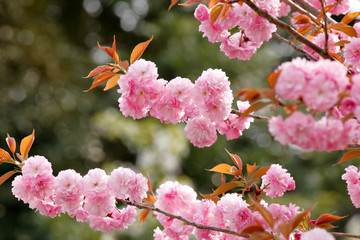 Close-up Pink Cherry Blossom in the Garden of Nijo Castle, Kyoto Japan
