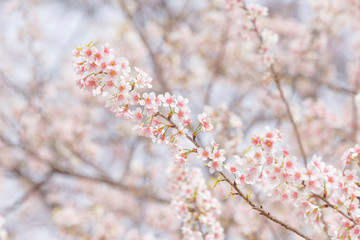 Sakura Flower Blooming in Thailand