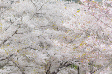 都城観音池公園の桜	