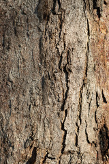 bark of a tree