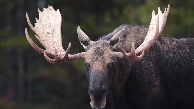 Moose in Jasper Canada Video Clip in 4k