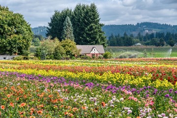 Swan Island Dahlia Farm at Dahlia Festival