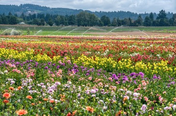 Swan Island Dahlia Farm at Dahlia Festival