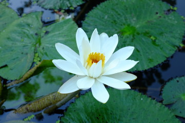 Flowers from the tropical region of Southeast Asia.