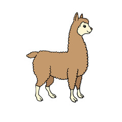 Vector hand drawn doodle sketch colored llama alpaca isolated on white background