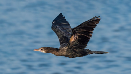 Little Cormorant (Microcarbo niger) in Flight. In non-breeding season plumage; which is brownish and the throat has a small whitish patch.
