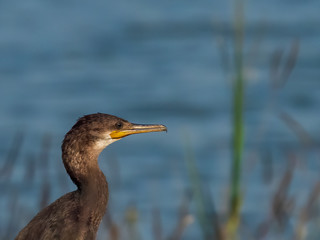 The Indian Cormorant (Phalacrocorax fuscicollis) is an all black ducklike waterbird with blue-green eyes, a rounded head, a sloping forehead, and a long sharply hooked slender bill.