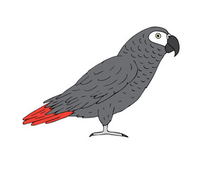 Vector hand drawn doodle sketch colored gray African parrot isolated on white background © Sweta