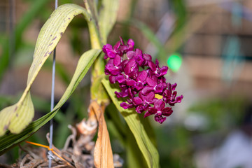 Hainan's beak orchid, commonly known as foxtail, is beautiful and dazzling