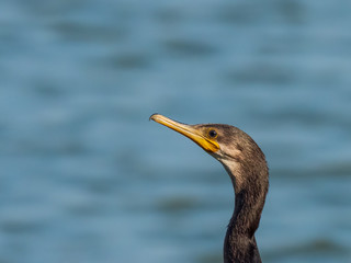 The Indian Cormorant (Phalacrocorax fuscicollis) is an all black ducklike waterbird with blue-green eyes, a rounded head, a sloping forehead, and a long sharply hooked slender bill.