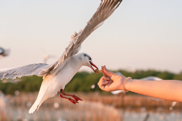 seagull in flight sunset 