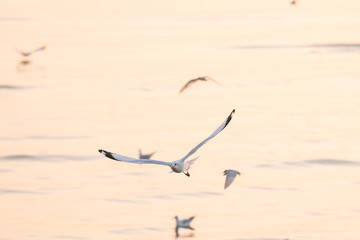 seagull in flight sunset 