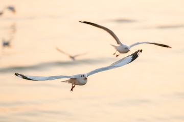 seagull in flight sunset 
