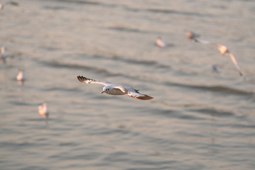 seagull in flight sunset 