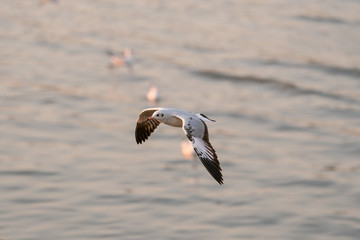 seagull in flight sunset 