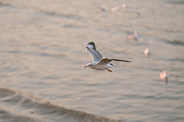 seagull in flight sunset 