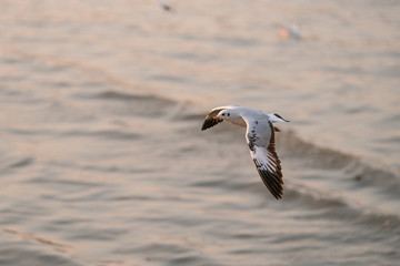 seagull in flight sunset 