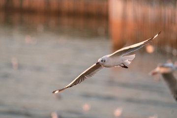 seagull in flight sunset 